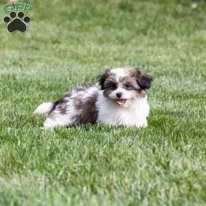 Tobby, Teddy Bear Puppy